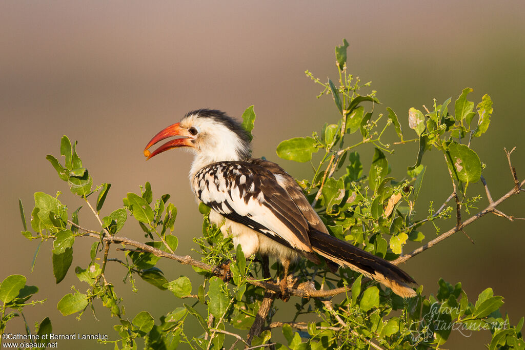 Northern Red-billed Hornbill female adult, feeding habits