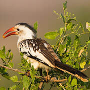 Northern Red-billed Hornbill