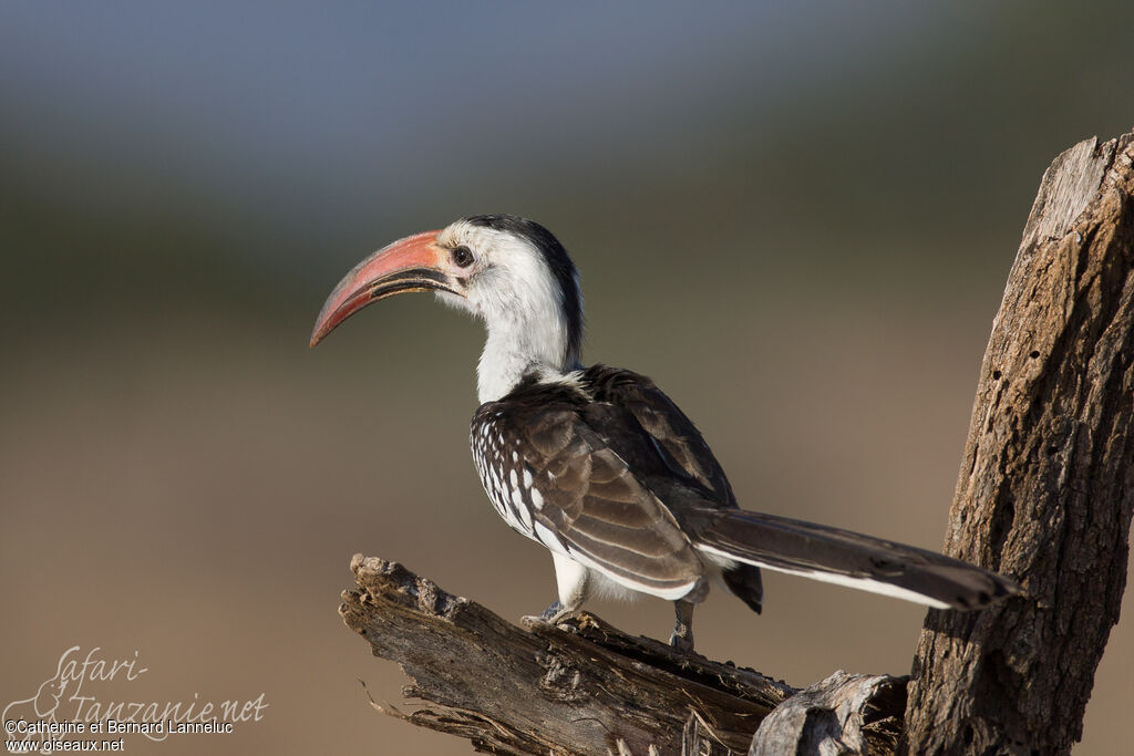 Northern Red-billed Hornbill male adult, identification