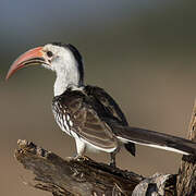 Northern Red-billed Hornbill