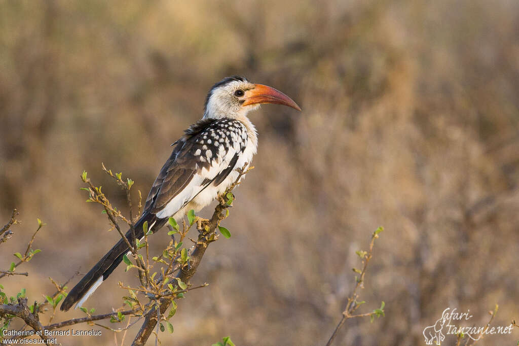 Northern Red-billed Hornbilljuvenile, identification