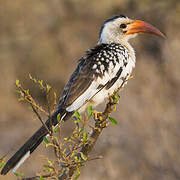 Northern Red-billed Hornbill