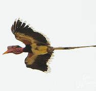 Helmeted Hornbill