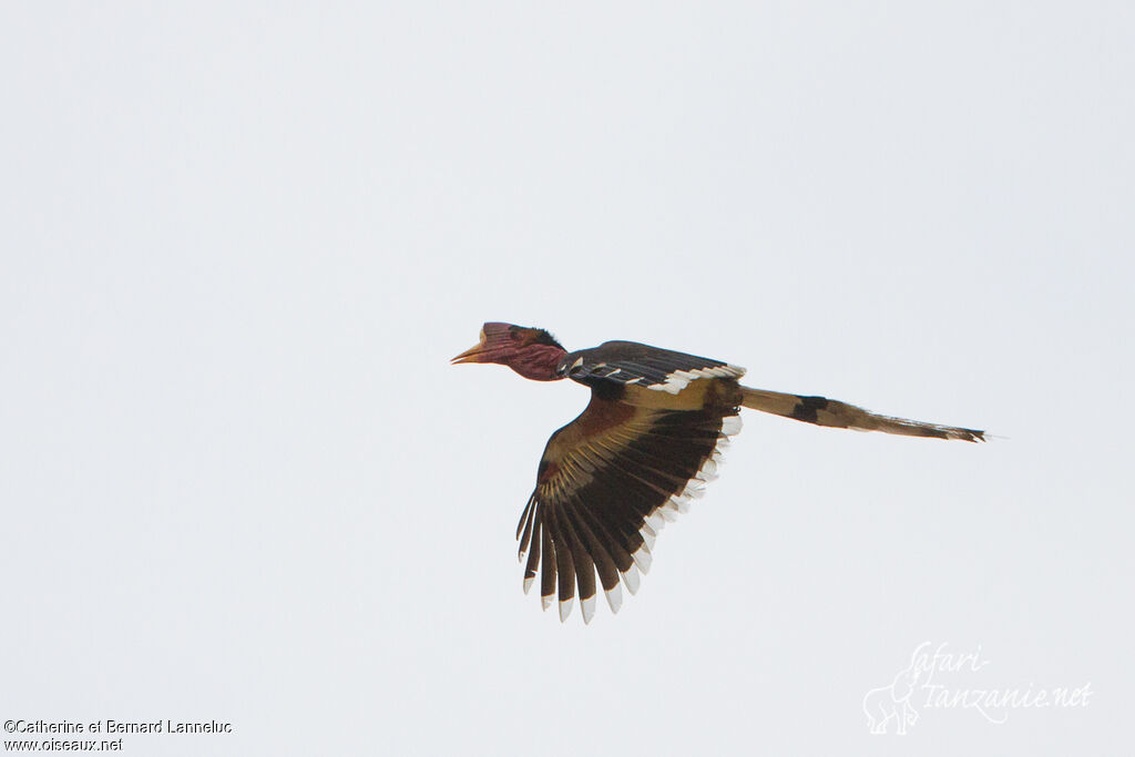 Helmeted Hornbill male adult, Flight