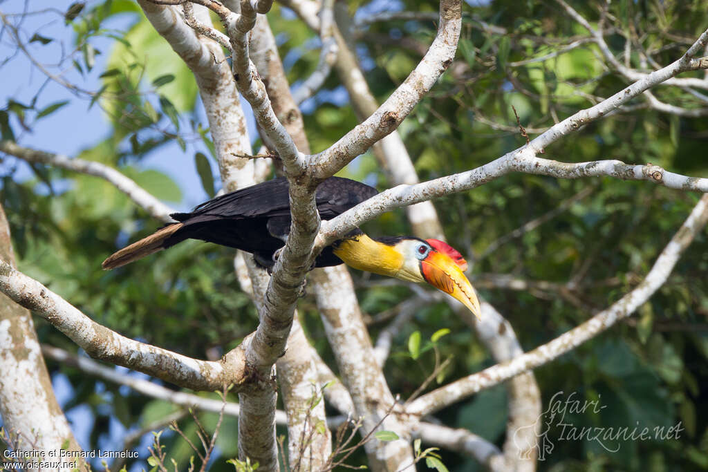 Wrinkled Hornbill male adult, identification