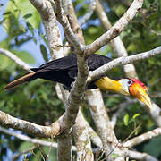 Wrinkled Hornbill