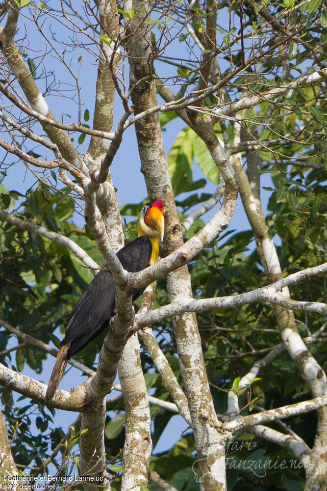 Wrinkled Hornbill male adult, identification