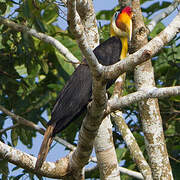 Wrinkled Hornbill