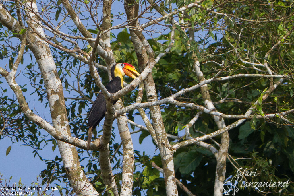 Wrinkled Hornbill male adult