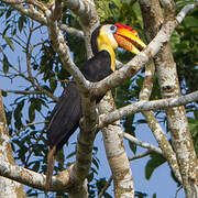 Wrinkled Hornbill