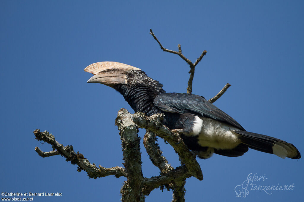 Silvery-cheeked Hornbill male adult, identification