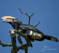 Silvery-cheeked Hornbill