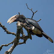 Silvery-cheeked Hornbill