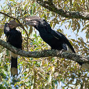 Silvery-cheeked Hornbill