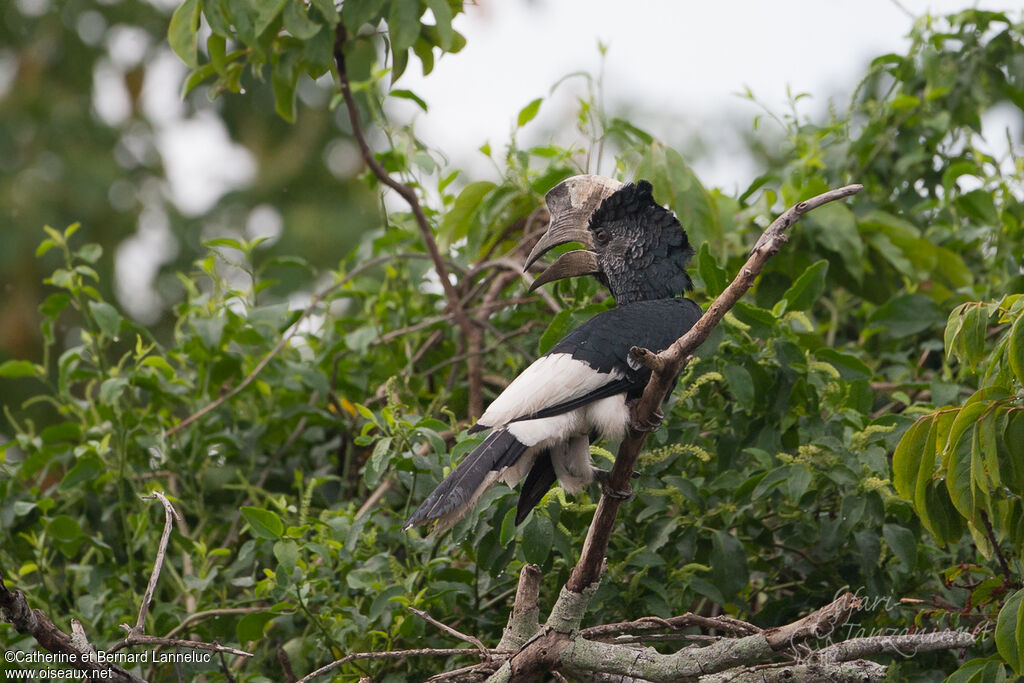 Black-and-white-casqued Hornbill male adult, identification