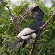 Black-and-white-casqued Hornbill