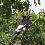 Black-and-white-casqued Hornbill