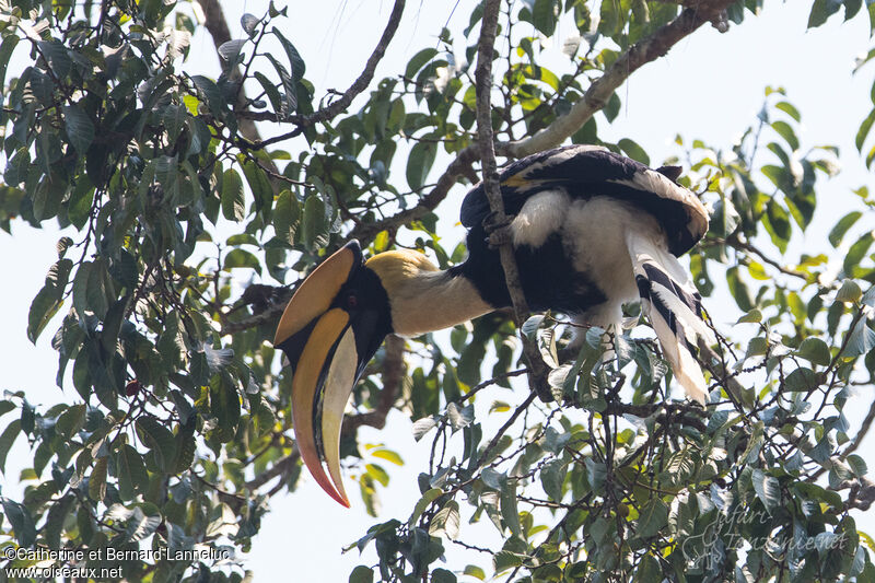 Great Hornbill male adult, Behaviour