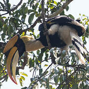 Great Hornbill