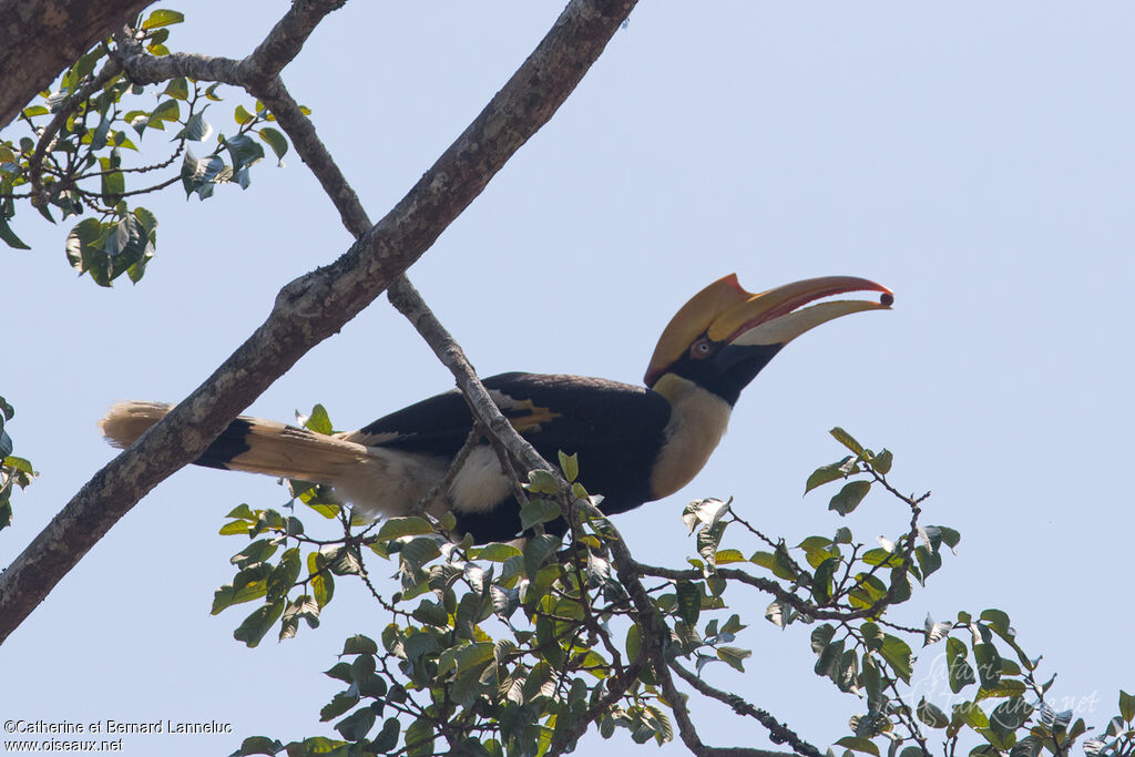 Great Hornbill female adult, feeding habits, Behaviour