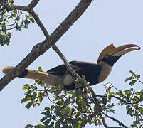 Great Hornbill