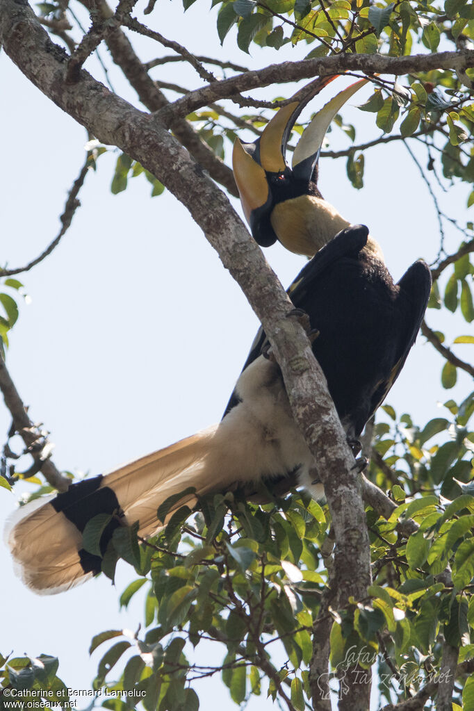 Great Hornbill male adult, Behaviour