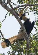 Great Hornbill