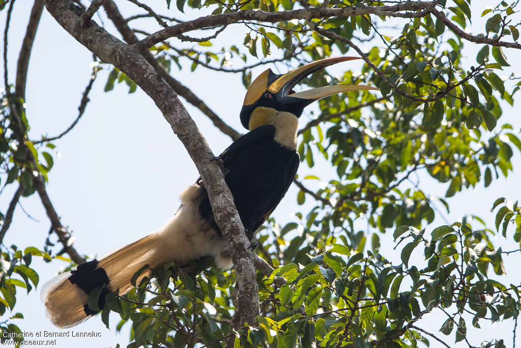 Great Hornbill male adult, habitat, eats