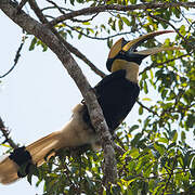 Great Hornbill