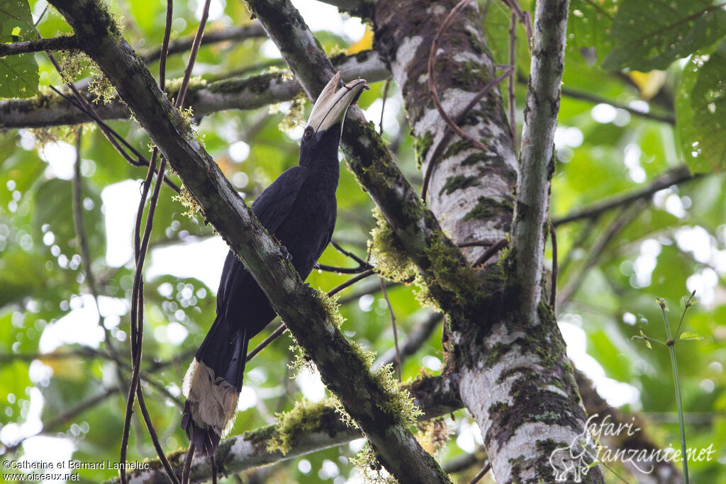 Black Hornbill male adult, habitat, feeding habits, fishing/hunting