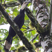 Black Hornbill