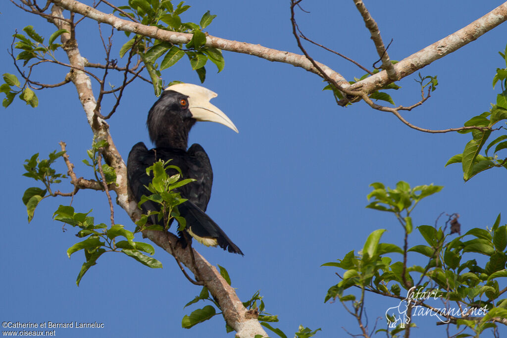 Black Hornbill male adult, Behaviour