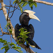 Black Hornbill