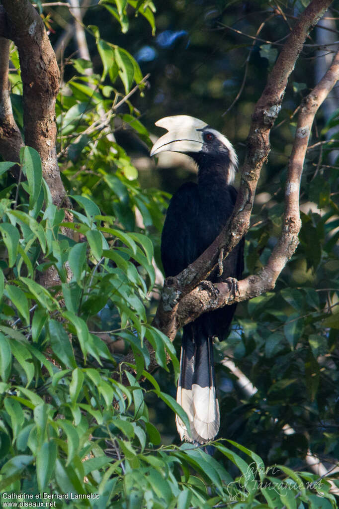 Black Hornbill male adult, identification