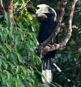 Black Hornbill