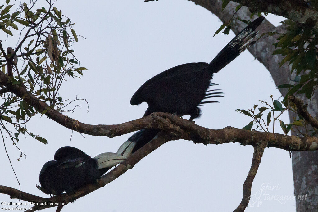 Black Hornbilladult, courting display, Behaviour