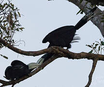 Black Hornbill