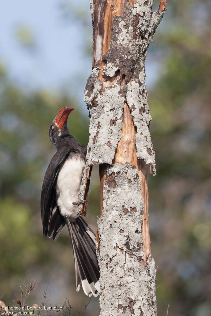 Crowned Hornbilladult, Behaviour