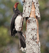 Crowned Hornbill