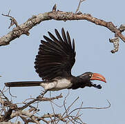 Crowned Hornbill