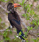 Crowned Hornbill