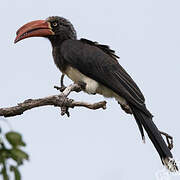 Crowned Hornbill