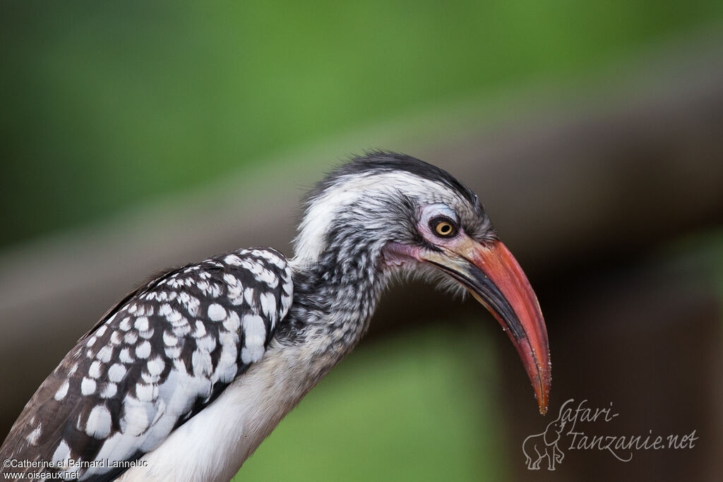 Southern Red-billed Hornbilladult, close-up portrait