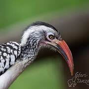 Southern Red-billed Hornbill