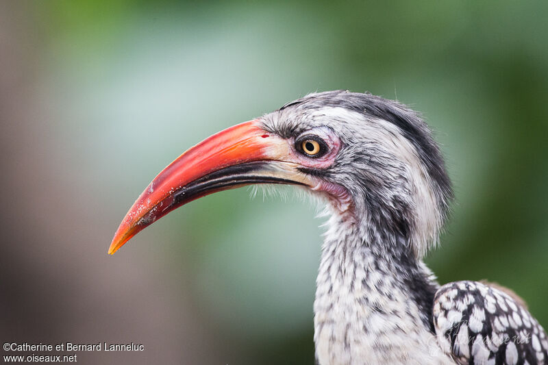 Southern Red-billed Hornbill male adult, close-up portrait