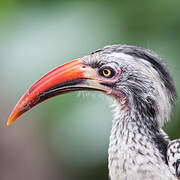 Southern Red-billed Hornbill