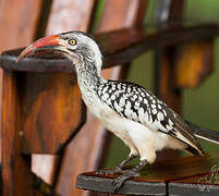 Southern Red-billed Hornbill