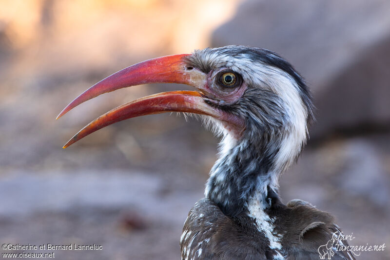 Southern Red-billed Hornbill female adult, close-up portrait