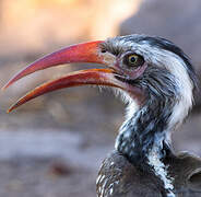 Southern Red-billed Hornbill