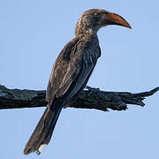 Bradfield's Hornbill